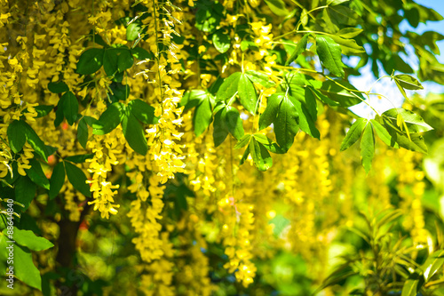 Golden Laburnum anagyroides © agni_irys