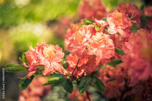 Rhododendron molle © agni_irys