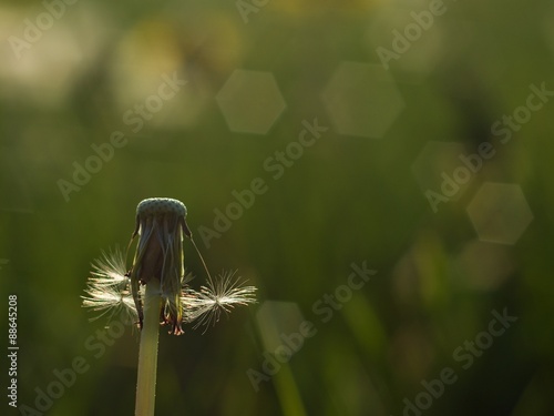 Fototapeta Naklejka Na Ścianę i Meble -  Dandelion at the end of spring 