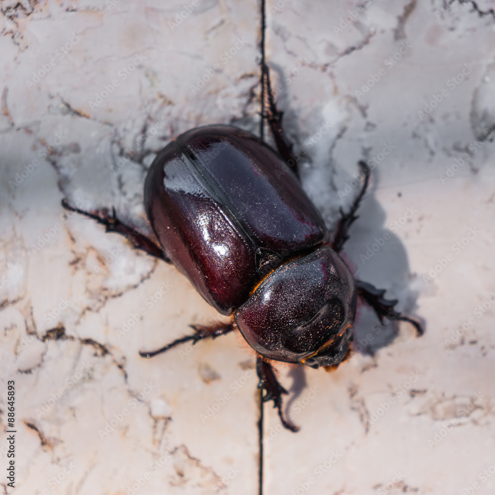 rhinoceros beetle on stonebackground rhinoceros beetle on stonebackground