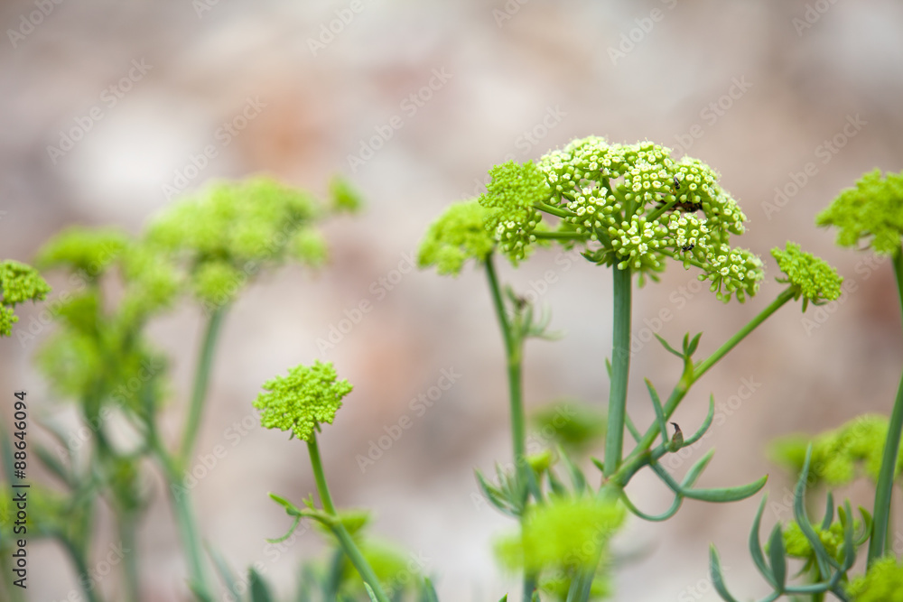 Crithmum maritimum known as samphire or sea fennel Crithmum maritimum known as samphire or sea fennel