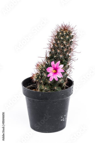 Fototapeta Naklejka Na Ścianę i Meble -  Cactus in flowerpot isolated on white background