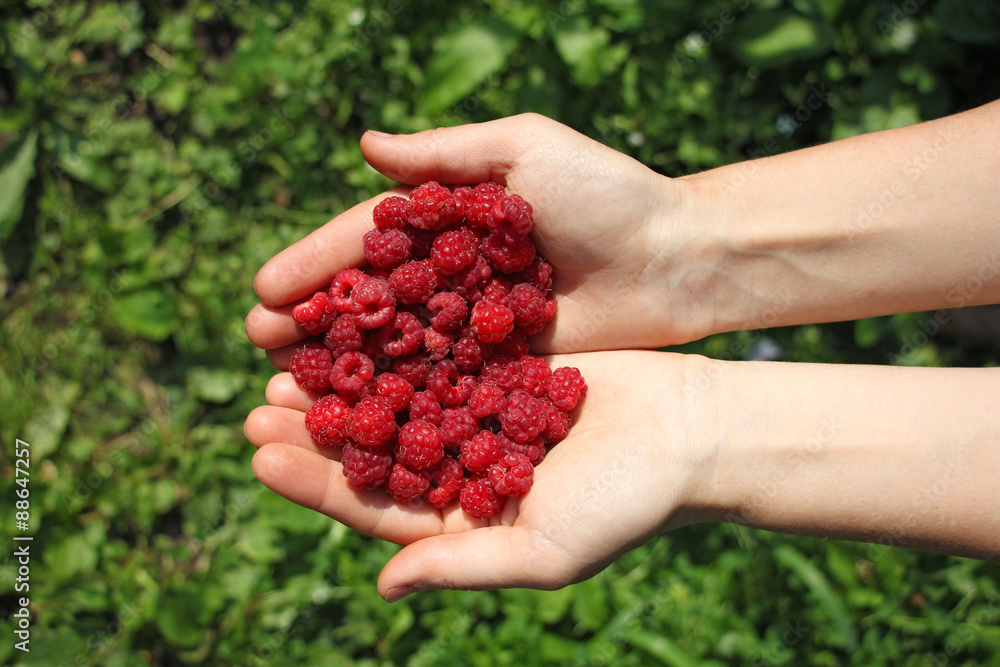 human hands holding a handful of wild raspberries human hands holding a handful of wild raspberries