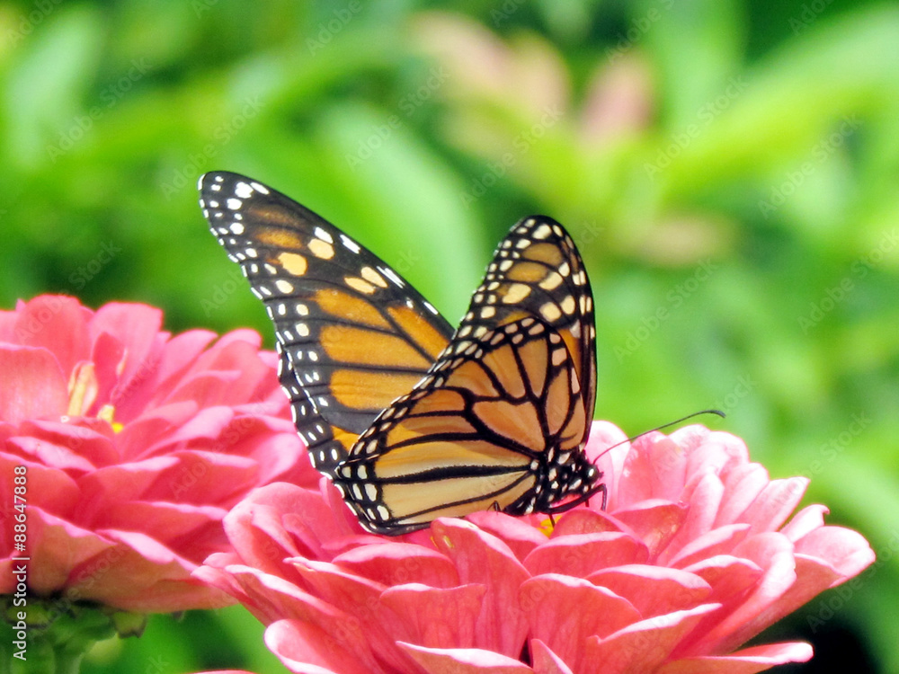 Fototapeta premium Toronto High Park monarch on flowers 2015