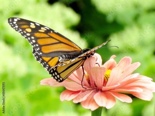  Toronto High Park monarch on pink flower 2015