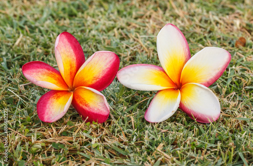 Fototapeta Naklejka Na Ścianę i Meble -  Plumeria flowers beautiful