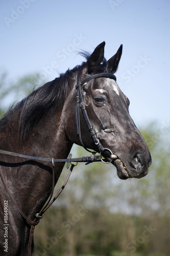 Head shot of a purebred black stallion on the farm