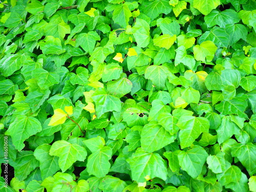 Wallpaper Mural OLYMPUS DIGITAL CAMERA Torontodigital.ca