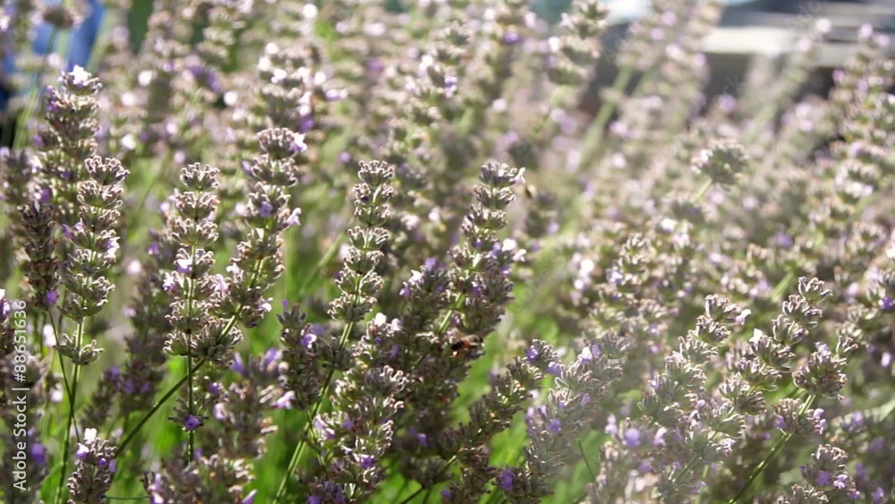 Lavanda Lavanda