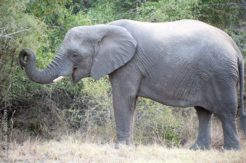Photography Elephants of Kruger Park