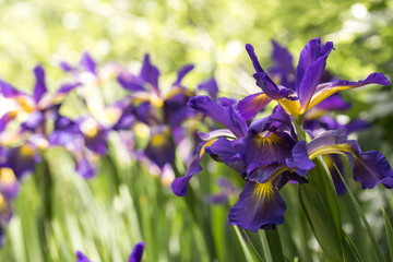 Papier peint photo Iris Iris pourpre en pleine éclosion  © yobab