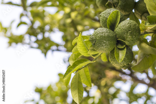 Green lemon on a tree