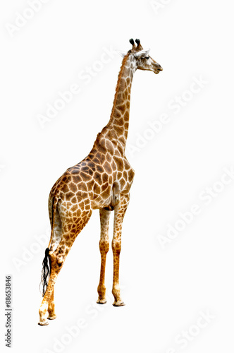 giraffes isolated on white background