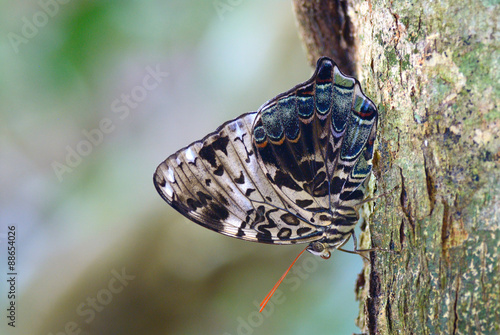 Foto Butterfly ( Blue Begum) , Thailand