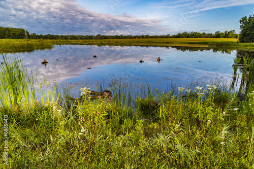 Beautiful swamp in Michigan in the morning © shrirampatki