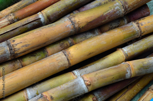 Sugar cane