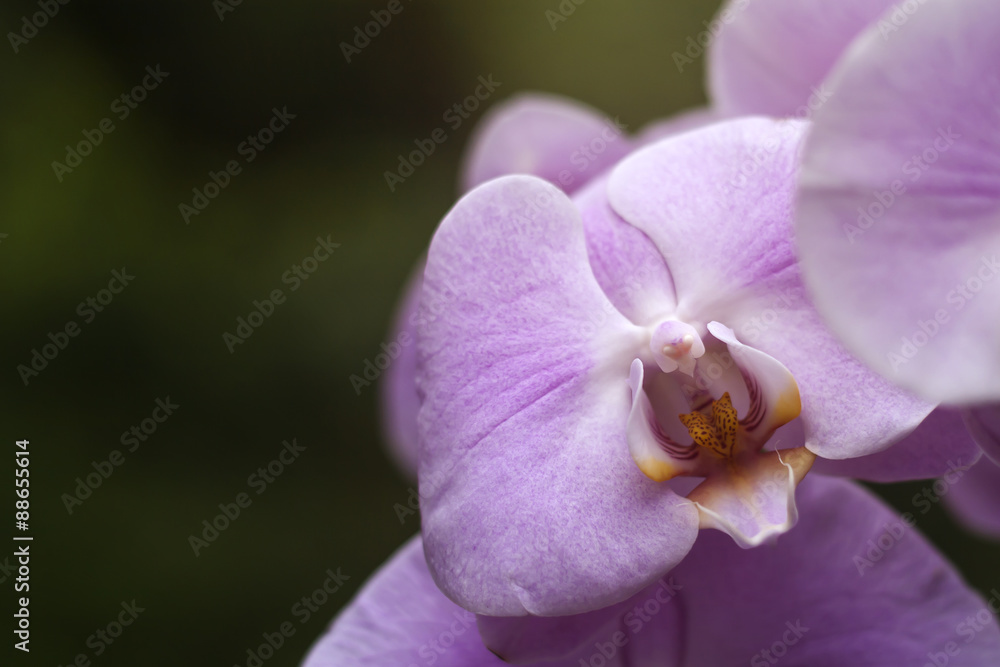 Obraz premium moth orchids pink flower close up