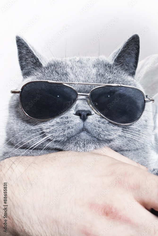 Funny muzzle of gray British cat in sunglasses