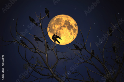 Group of crows sitting on a branch against a full moon