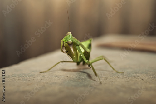 green Mantis