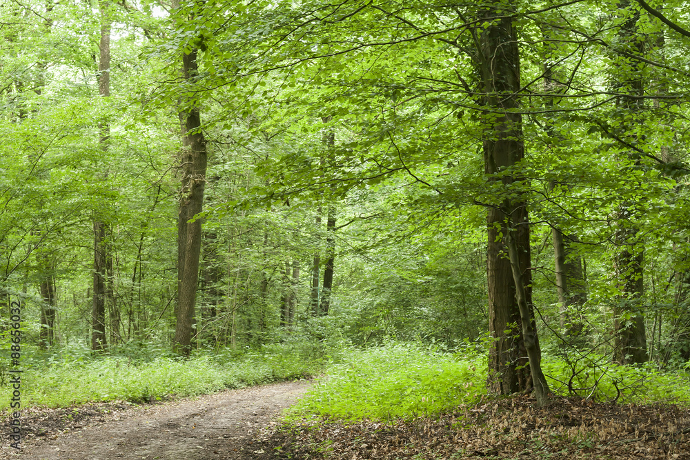 Obraz premium path in a forest