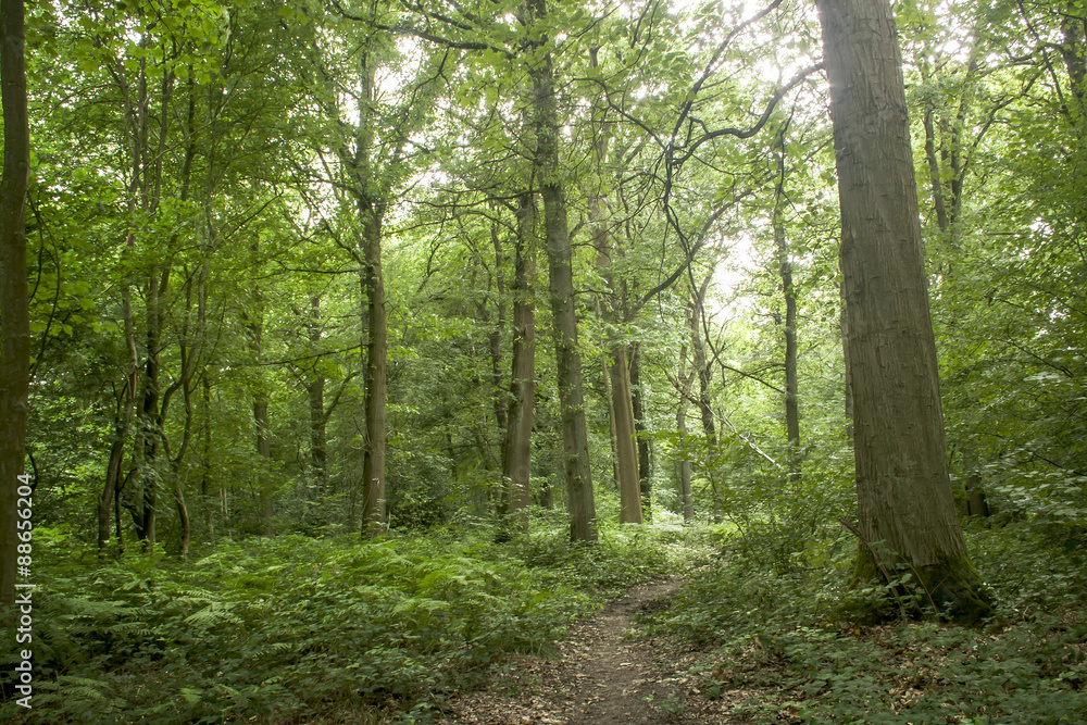 path in a forest