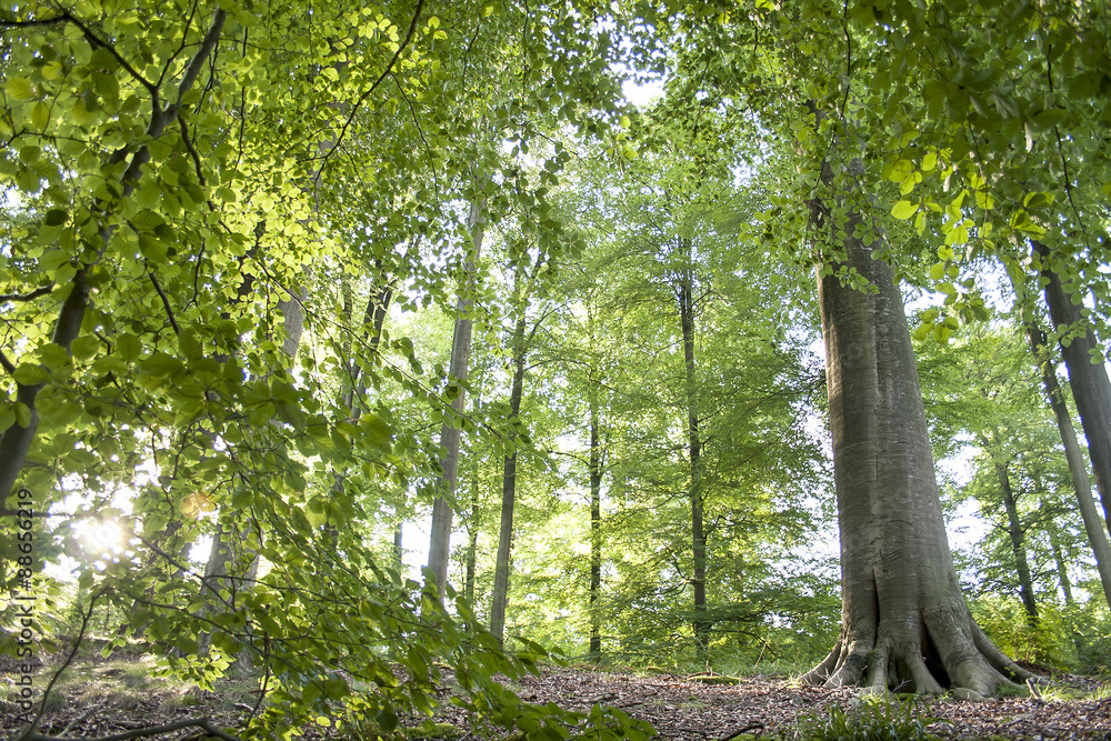 Fototapeta premium green forest
