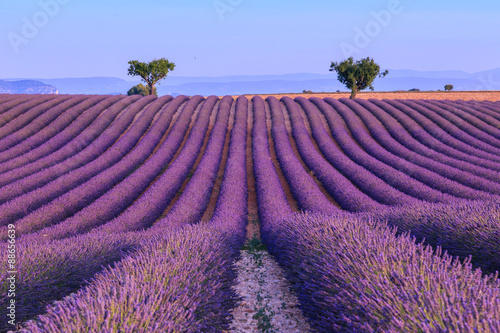 Lavender field in the summer-France