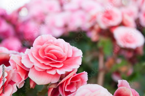 Abstract  Beautiful flowers made with color filters, soft focus