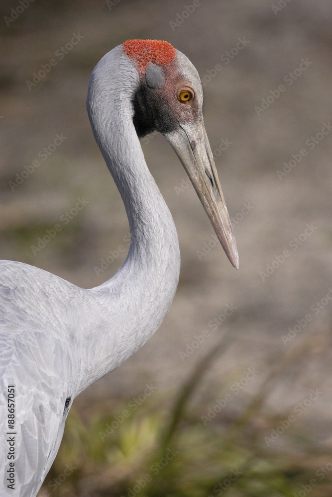 Naklejka premium Brolga or Australian Crane