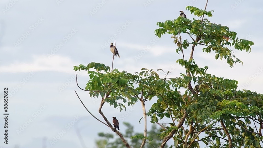 Black-collared Starling and great myna birds are resting on the same tree shoot Black-collared Starling and great myna birds are resting on the same tree shoot