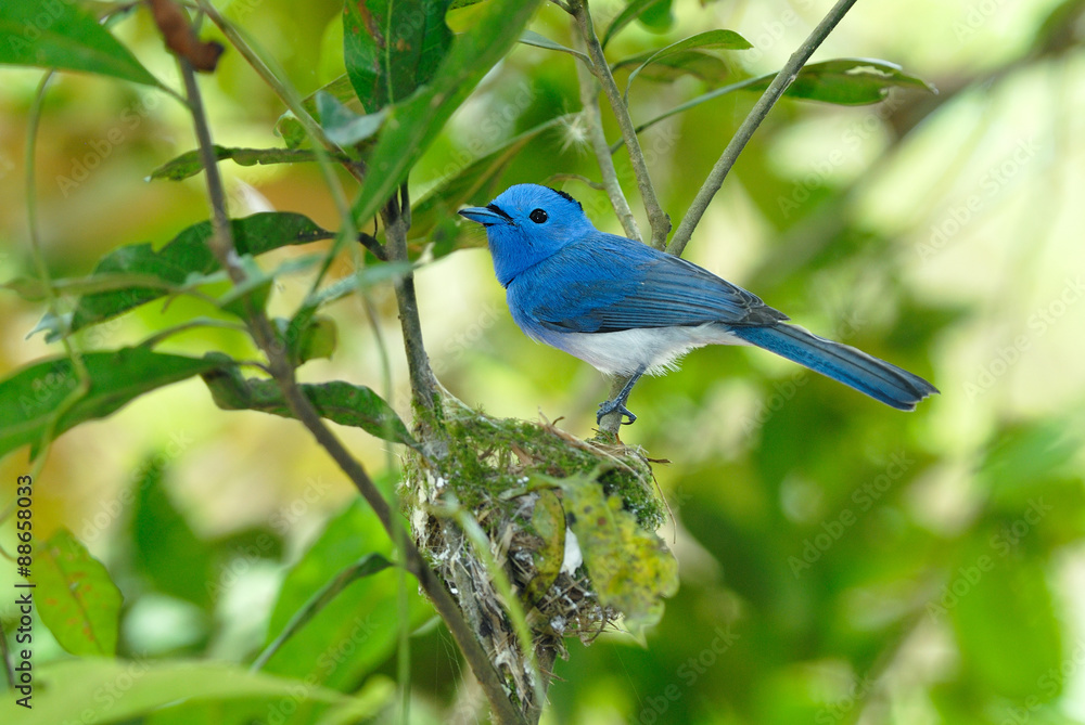 Fototapeta premium Bird (Black-naped Monarch) , Thailand