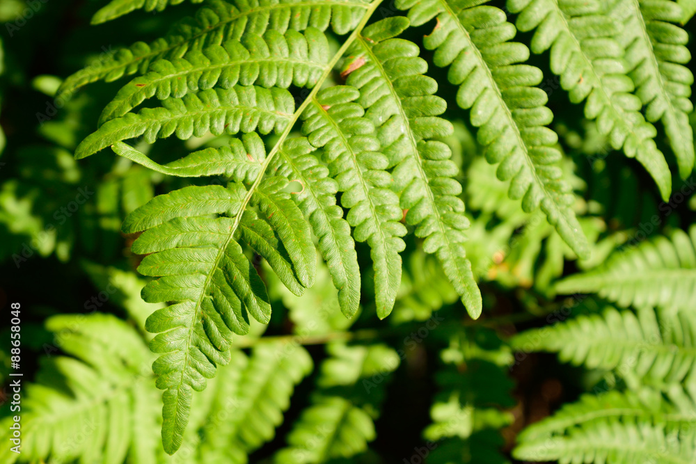 Bracken Fern (Pteridium aquilinum) Leaf Blade Tip Bracken Fern (Pteridium aquilinum) Leaf Blade Tip