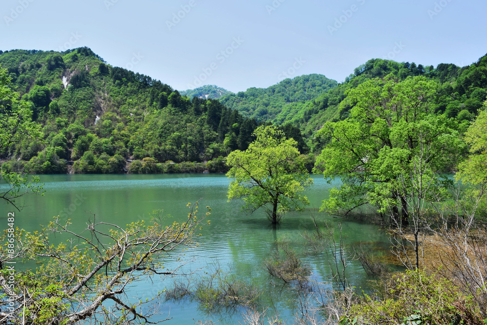 荒沢ダム（山形県鶴岡市）／荒沢ダムは朝日連峰・以東岳にその源を発し、日本海に注ぐ一級河川・赤川の上流に位置しています。総貯水容量は県内最大規模で、洪水調節及びかんがい用水、水力発電に貢献しています。このダムの建設により、荒沢集落42戸200余名の移転、水田、畑、山林等1.89平方キロメートルが水没しました。埋没林は独特の景観を創り出しています。