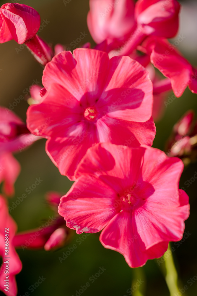 very bright pink phlox paniculata (Garden phlox) in bloom very bright pink phlox paniculata (Garden phlox) in bloom