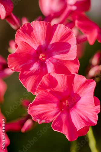 very bright pink phlox paniculata (Garden phlox) in bloom