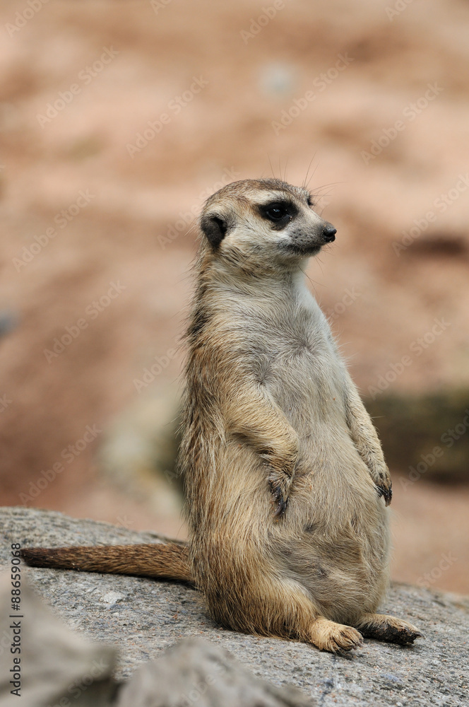 Meerkat Meerkat
