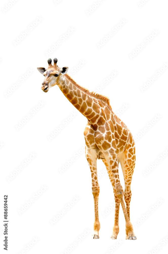 Naklejka premium giraffes isolated on white background