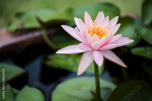beautiful pink waterlily or lotus flower in pond.