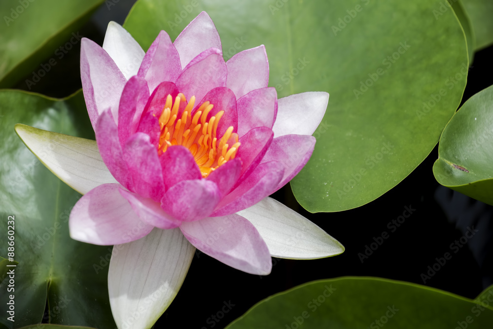 beautiful pink waterlily or lotus flower in pond. beautiful pink waterlily or lotus flower in pond.
