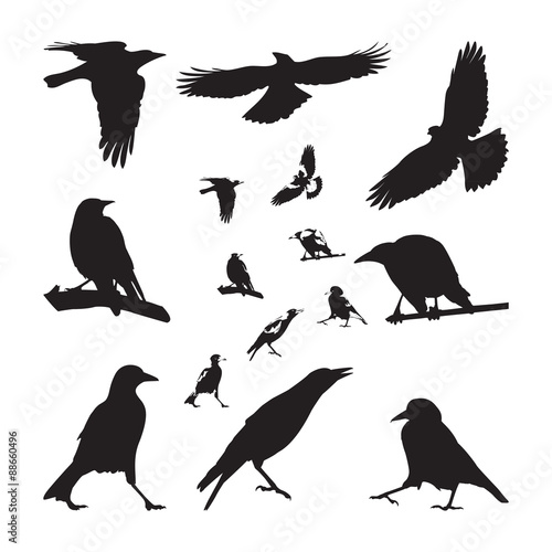 Australian Magpie Silhouettes Set photo