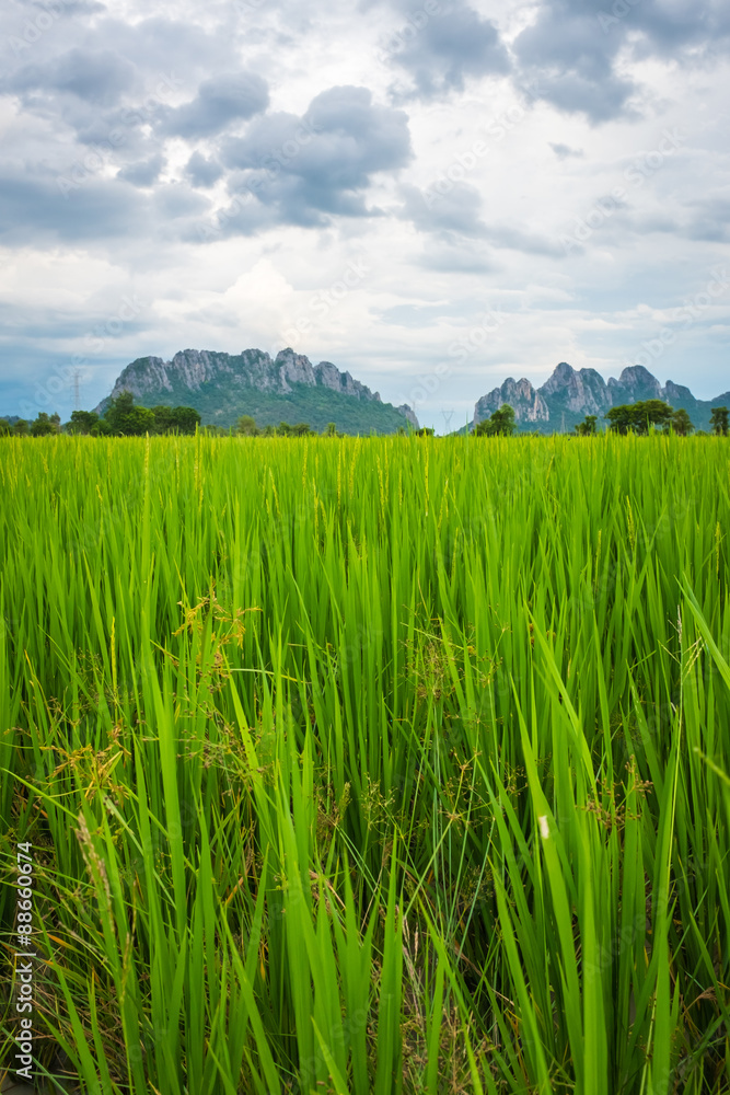 Obraz premium paddy field in thailand