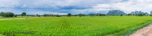 paddy field in thailand panorama © lottorich
