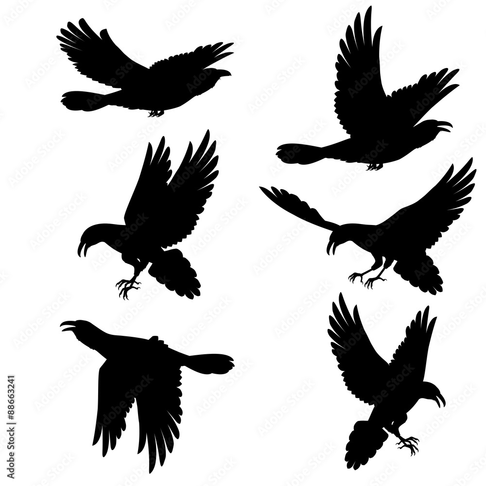 Black ravens Black ravens
