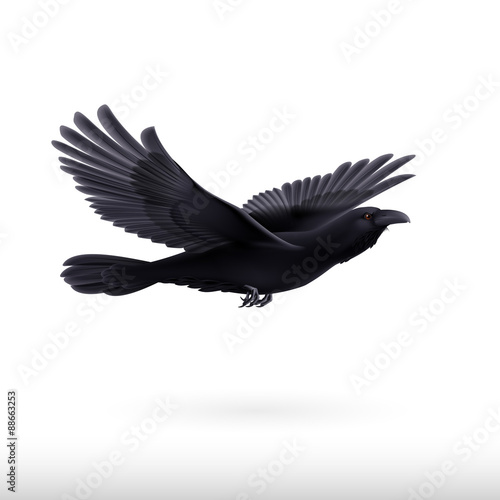 Black raven