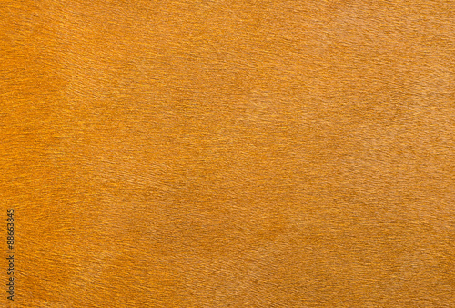 fur skin texture