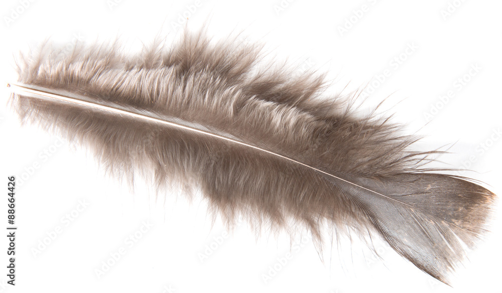 brown bird feather on white background brown bird feather on white background