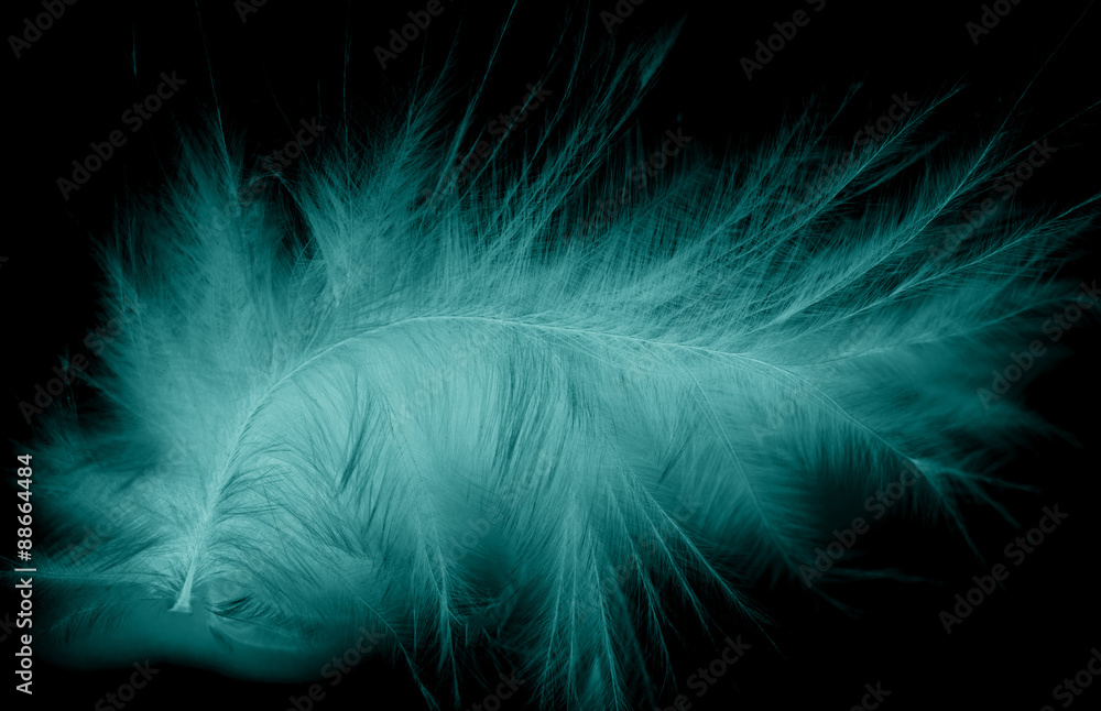 Naklejka premium blue bird feather on a black background