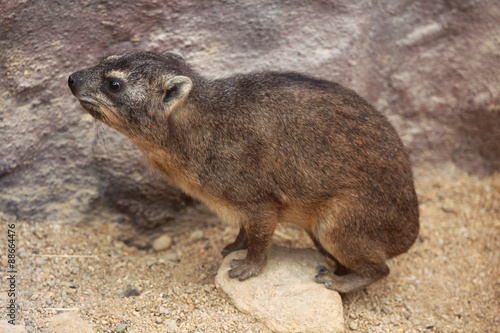 Rock hyrax (Procavia capensis).