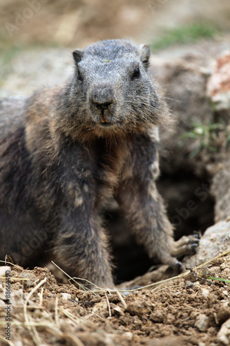 Alpine marmot (Marmota marmota).